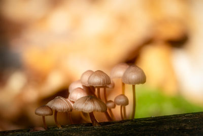 Close-up of mushroom growing on tree