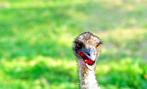 Close-up portrait of an animal