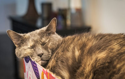 Close-up of cat sleeping