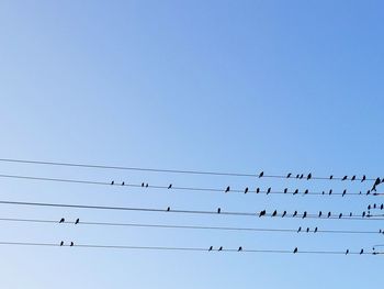 Low angle view of birds flying against clear blue sky