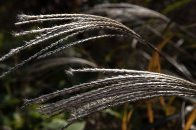 Close-up of wheat growing on field