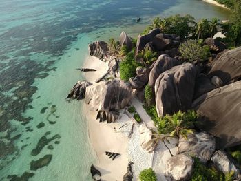 High angle view of sheep on sea shore