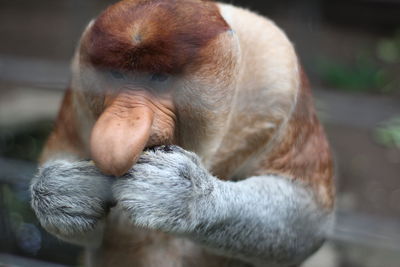 Close-up of proboscis monkey at the zoo