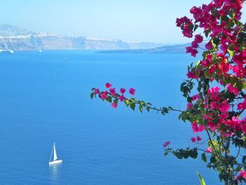 Pink bougainvillea flowers against aegean sea