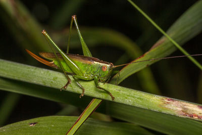 Close-up of insect on plant