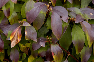 Close-up of green leaves on plant