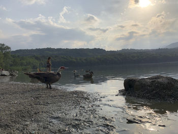 Ducks on a lake