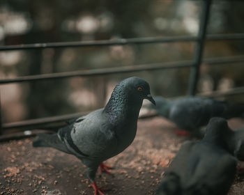 Close-up of pigeon perching on railing