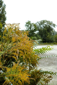 Close-up of plants growing by lake against sky