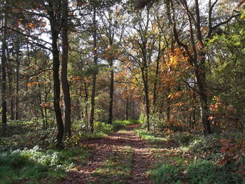 Dirt road passing through forest