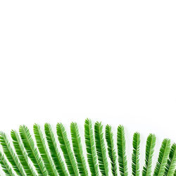 Close-up of fern leaves against white background