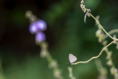 Close-up of flowering plant against blurred background