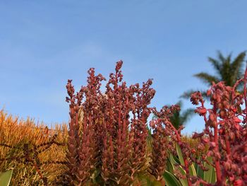 Low angle view of flower trees against clear sky