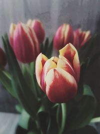 Close-up of pink tulip