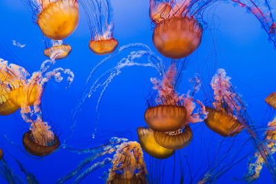 View of jellyfishes swimming in sea