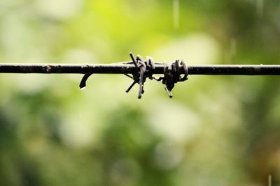 Close-up of barbed wire