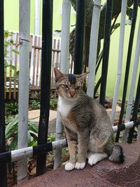 Cat sitting on railing against fence