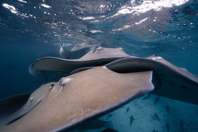 Close-up of sting ray