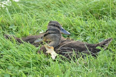 Close-up of bird on field