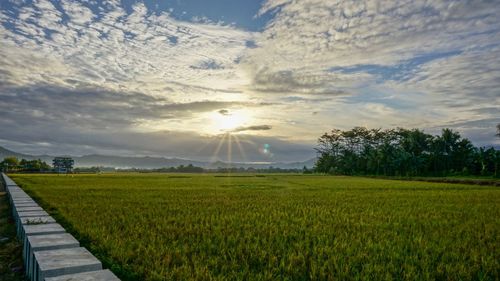 Scenic view of agricultural field against sky during sunset