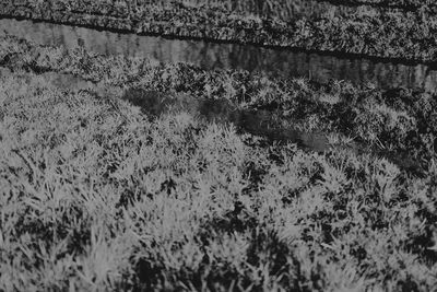 Close-up of plants against calm lake