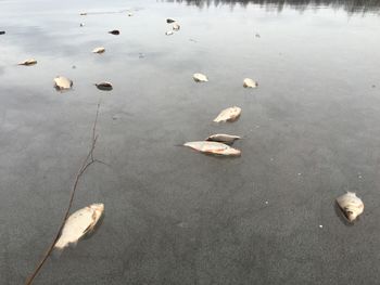 High angle view of leaves floating on lake