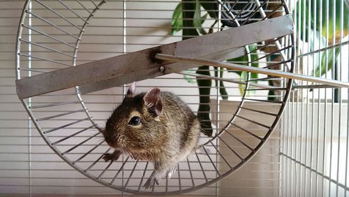 Close-up of hamster on treadmill in cage