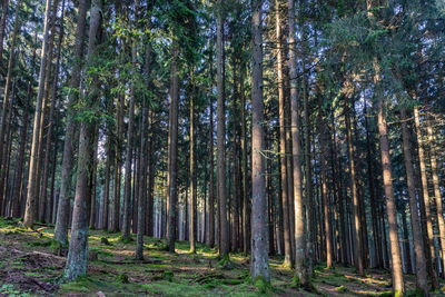 Trees growing in forest