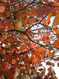 Full frame shot of tree branches