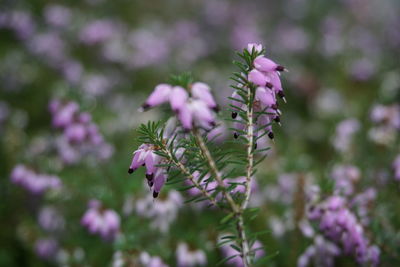 Close-up of honey bee on pink flowering plant