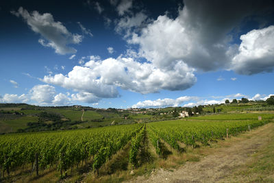 Scenic view of vineyard against sky