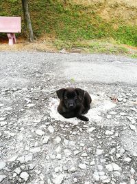 Portrait of black puppy