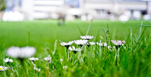 Close-up of flowers growing in field