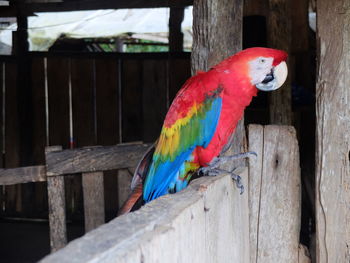 Scarlet macaw perching on retaining wall