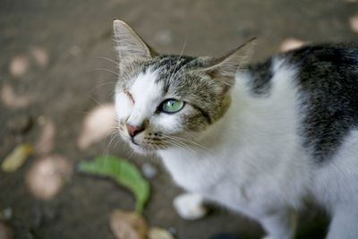 Close-up portrait of one eye cat