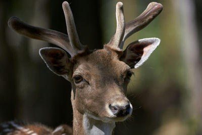 Close-up portrait of deer