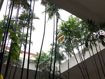 Low angle view of palm trees and plants against sky