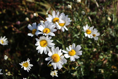 Close-up of white flowers blooming outdoors