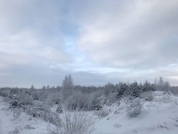 Trees on snow field against sky