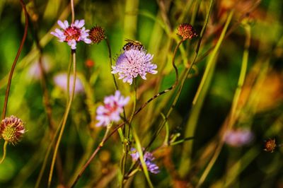 Close-up of flowers blooming outdoors