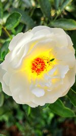 Close-up of white flower