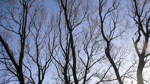 Low angle view of trees against clear sky