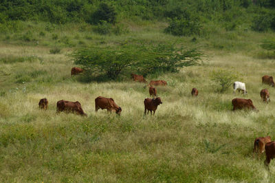 Horses in a field