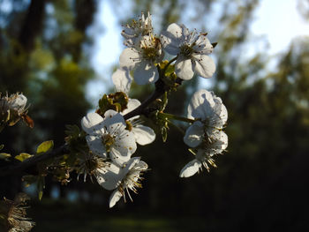 Close-up of white cherry blossoms in spring