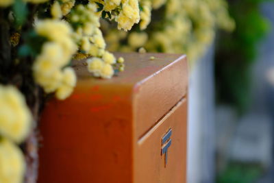 Close-up of mailbox by yellow flowers in front yard