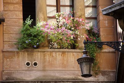 Potted plants against building