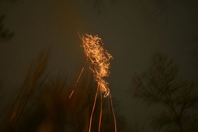 Low angle view of illuminated tree against sky at night