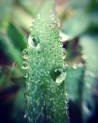 Close-up of wet spider web on leaf