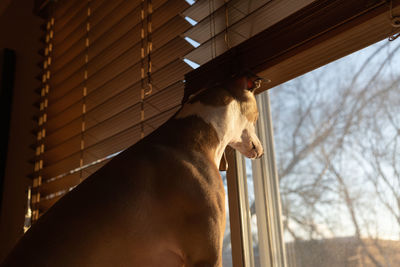 Close-up of dog looking through window