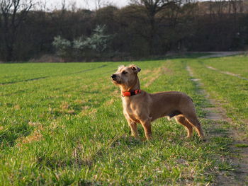 Dog looking away on field